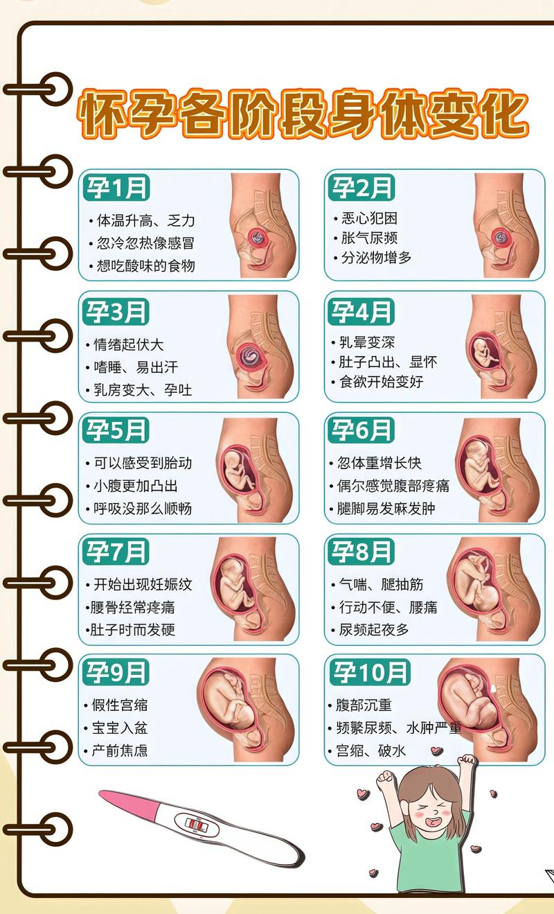 揭秘供卵代孕妈妈怀孕小腹分两节，孕期变化的奥秘龙岩代生机构: